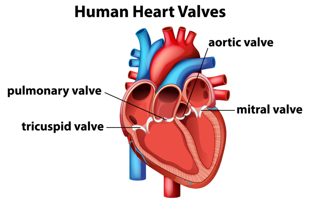 Heart Valve