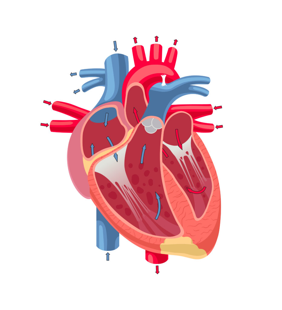 Heart Valve