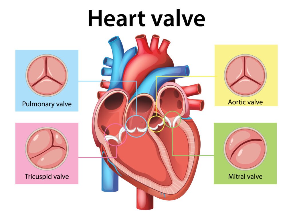 Heart Valve
